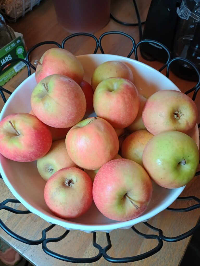 apples in a bowl