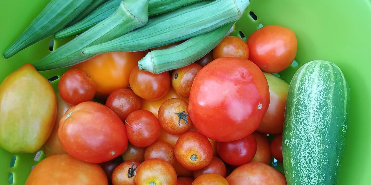 Tomatoes, okra, cucumber harvested fresh from garden.