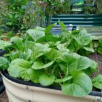 urban homestead garden with raised garden beds