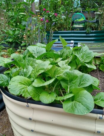 urban homestead garden with raised garden beds