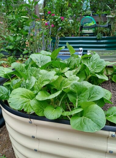 urban homestead garden with raised garden beds