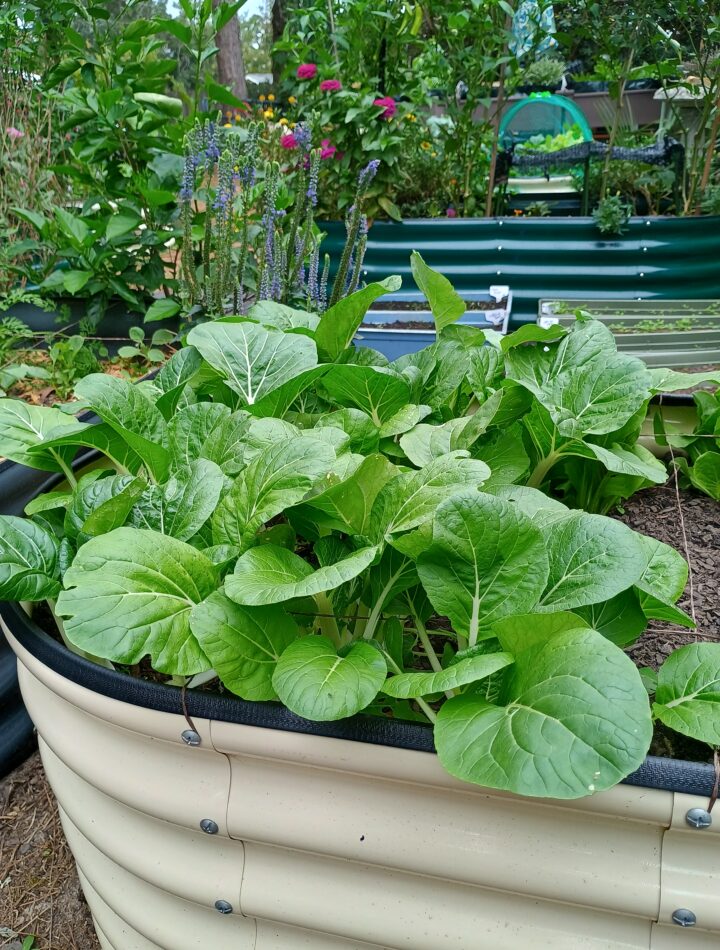 urban homestead garden with raised garden beds