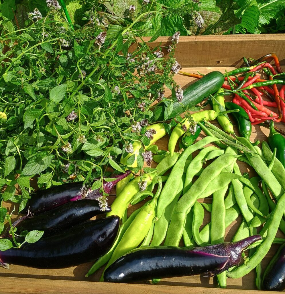 garden vegetable harvest