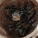 baby quail chicks in a basket