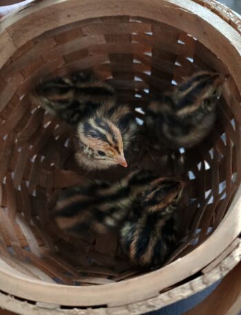 baby quail chicks in a basket