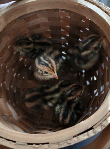 baby quail chicks in a basket