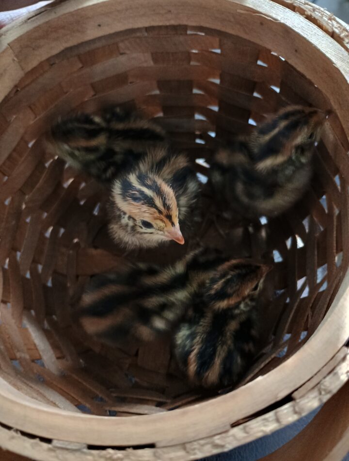 baby quail chicks in a basket