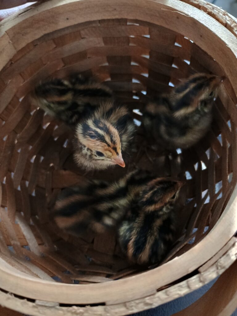 baby quail chicks in a basket