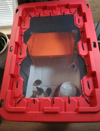 plastic tote quail chick brooder