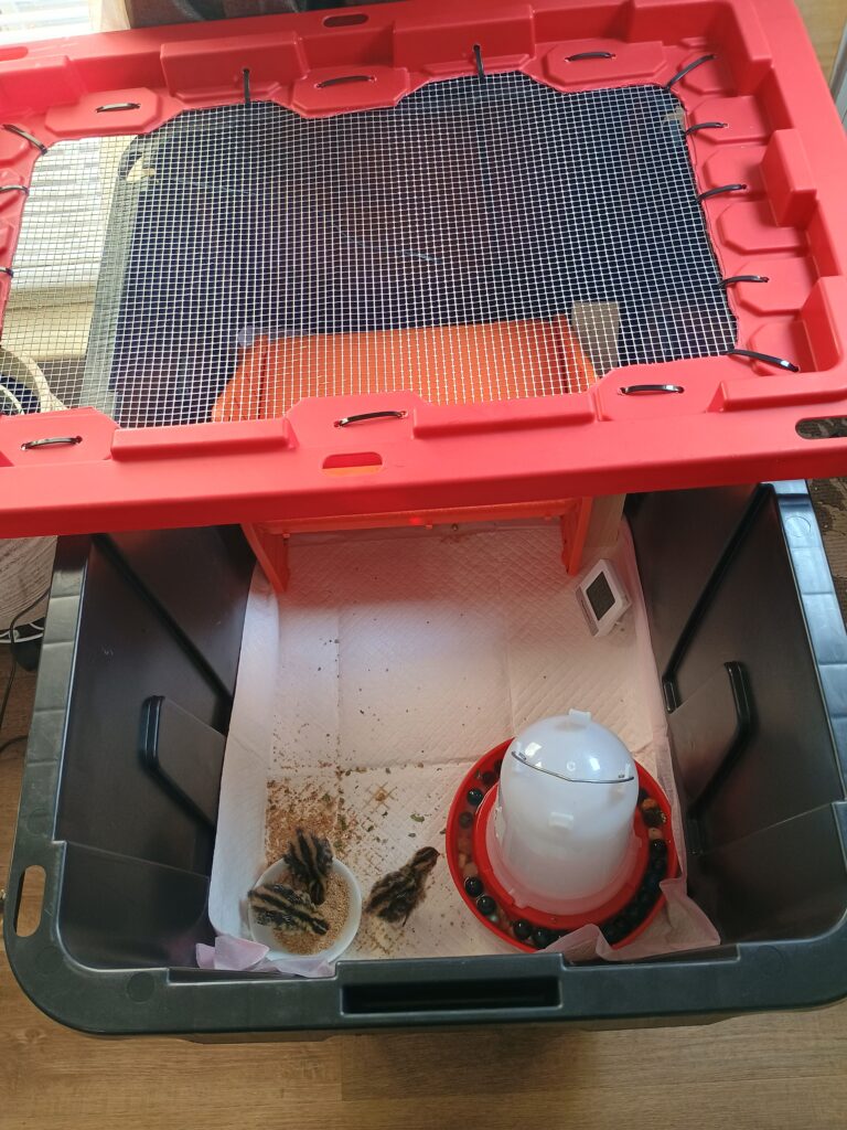 plastic tote quail brooder